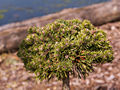 Pinus mugo Senzacni IMG_5100 (VALENTA) Sosna kosodrzewina